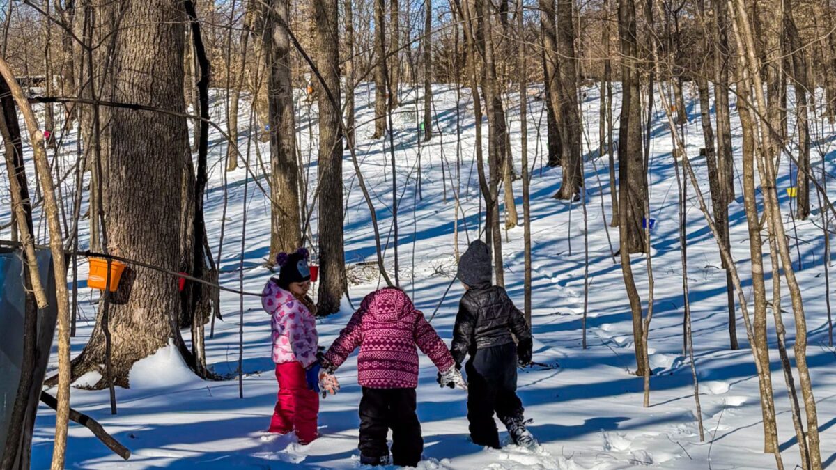 Three native preschool children hold hands in the forest after tapping the maple sugar tree